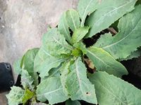 Lactuca virosa Lactuca virosa